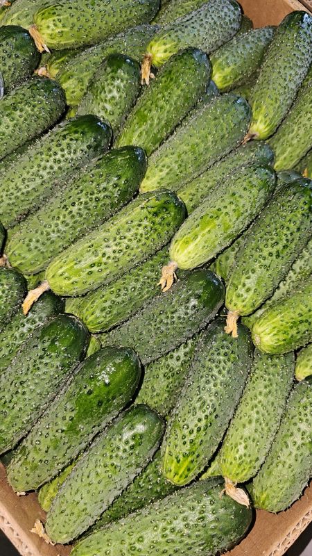 Огірок Рівне 1кг