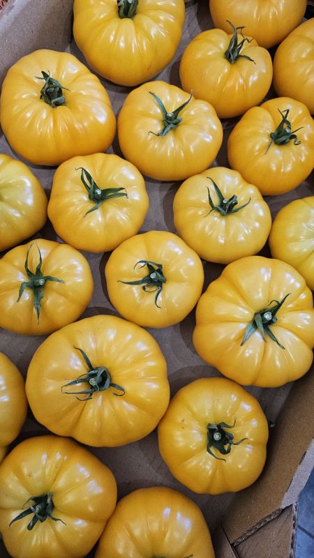 Жовті помідори Україна 1кг