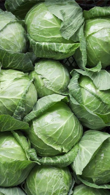 Молода капуста Україна 1шт