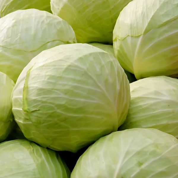 Капуста білокачанна Україна